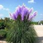 Pampas Grass Seeds Purplish Red Ornamental Plants 600 Seeds