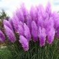 Pampas Grass Seeds Purplish Red Ornamental Plants 600 Seeds