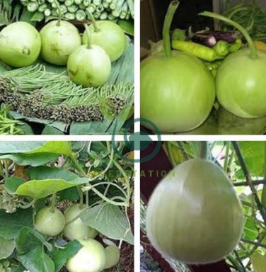 Asian Vegetable Calabash Round Edible Bottle Gourd  200 Seeds