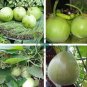 Asian Vegetable Calabash Round Edible Bottle Gourd  200 Seeds