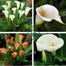 Colorful Zantedeschia Aethiopica 200 Seeds