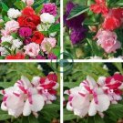 MIXED Impatiens Balsamina  Red White Pink Flowers 40 Seeds