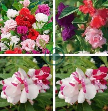 MIXED Impatiens Balsamina  Red White Pink Flowers 40 Seeds