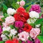 MIXED Impatiens Balsamina  Red White Pink Flowers 40 Seeds