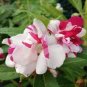 MIXED Impatiens Balsamina  Red White Pink Flowers 40 Seeds