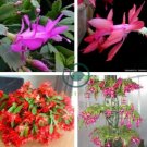 MIXED Zygocactus Truncatus 400 Seeds