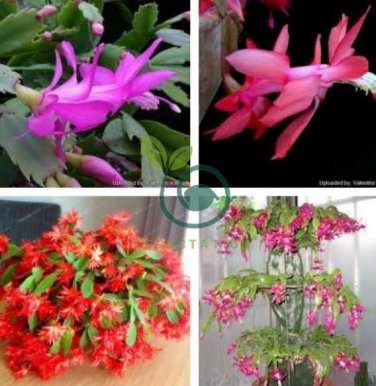 MIXED Zygocactus Truncatus 400 Seeds