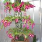 MIXED Zygocactus Truncatus 400 Seeds