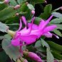 MIXED Zygocactus Truncatus 400 Seeds