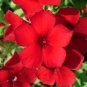 Phlox Drummondii Dark Red Flowers 200 Seeds