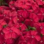 Phlox Drummondii Dark Red Flowers 200 Seeds