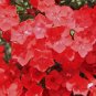 Phlox Drummondii Dark Red Flowers 200 Seeds