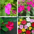 Jasmine Mirabilis Flower  Yellow and Hot Pink Petals Flowers 40 Seeds