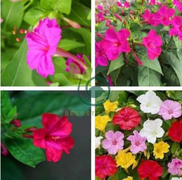 Jasmine Mirabilis Flower  Yellow and Hot Pink Petals Flowers 40 Seeds