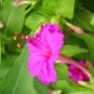 Jasmine Mirabilis Flower Yellow and Hot Pink Petals Flowers 40 Seeds