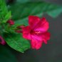 Jasmine Mirabilis Flower Yellow and Hot Pink Petals Flowers 40 Seeds
