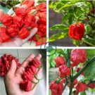 Carolina Reaper Pepper 200 Seeds