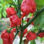 Carolina Reaper Pepper 200 Seeds