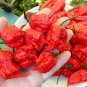 Carolina Reaper Pepper 200 Seeds