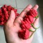 Carolina Reaper Pepper 200 Seeds