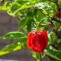 Carolina Reaper Pepper 200 Seeds