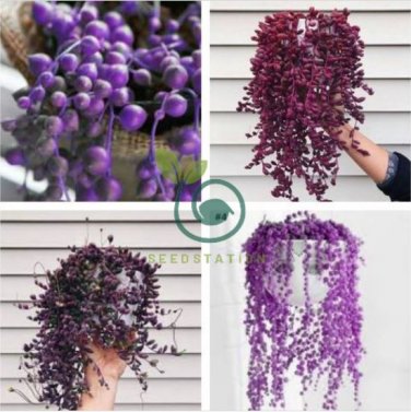 Purple Pearl Chlorophytum 400 Seeds