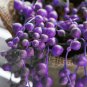 Purple Pearl Chlorophytum 400 Seeds