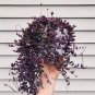 Purple Pearl Chlorophytum 400 Seeds