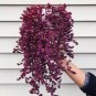 Purple Pearl Chlorophytum 400 Seeds