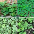 Shamrock Oxalis Medicago Trifolium Flower 200 Seeds