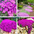 Creeping Thyme Seeds Rock CRESS Rose Purple Color 200 Seeds
