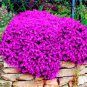 Creeping Thyme Seeds Rock CRESS Rose Purple Color 200 Seeds