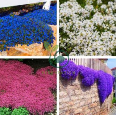 Creeping Thyme Mixed Purple White Rose-Pink Blue Colors 200 Seeds