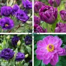 Perennial Peony Flowers 40 Seeds