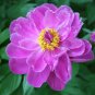 Perennial Peony Flowers 40 Seeds