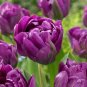 Perennial Peony Flowers 40 Seeds