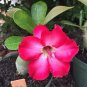 Adenium Obesum Desert Rose 8 Seeds