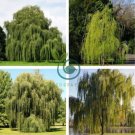 Giant Willow Tree 100 Seeds
