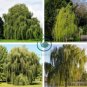 Giant Willow Tree 100 Seeds