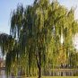 Giant Willow Tree 100 Seeds