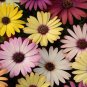 Colorful Osteospermum 200 Seeds
