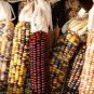 Indian Colorful Corn 40 Seeds