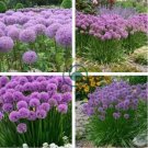 Giant Allium Plant Light Purple Color 200 Seeds