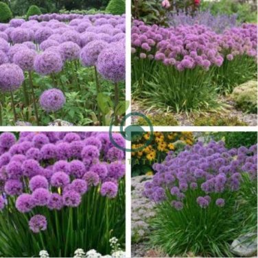 Giant Allium Plant Light Purple Color 200 Seeds