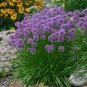 Giant Allium Plant Light Purple Color 200 Seeds
