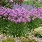 Giant Allium Plant Light Purple Color 200 Seeds