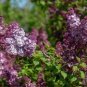 Purple Japanese Lilac 200 Seeds