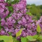 Purple Japanese Lilac 200 Seeds