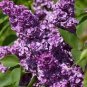 Purple Japanese Lilac 200 Seeds