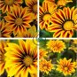 Gerbera Daisy Seeds Hybrids 200 Seeds